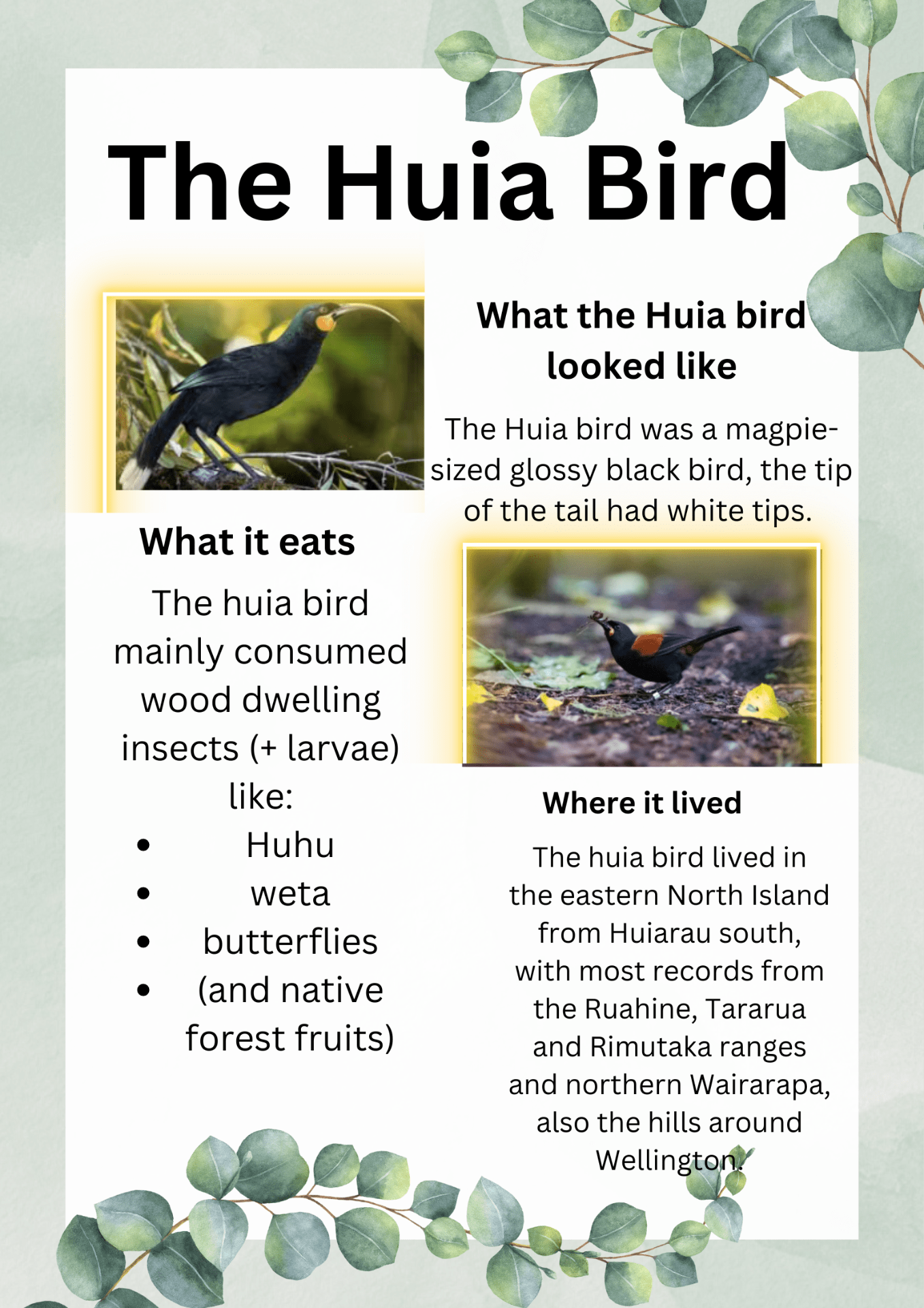 The Huia Bird poster – Amrin @ Rāwhiti School